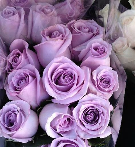 ℓυηα мι αηgєℓ ♡ | Purple roses, Beautiful roses, Lavender roses
