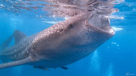 Oslob Whale Shark Watching 2022 Travel Guide Suroy Ph