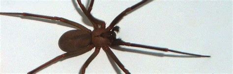 The Violin Spider Is Another Common Name For The Brown Recluse Spider They Are Well Known For