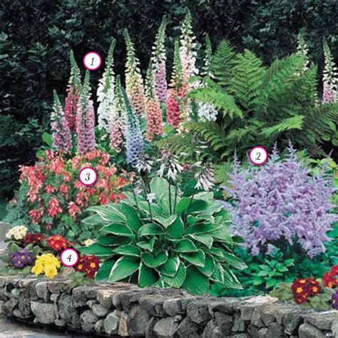 Shade Plants Perennials - Garden Plant