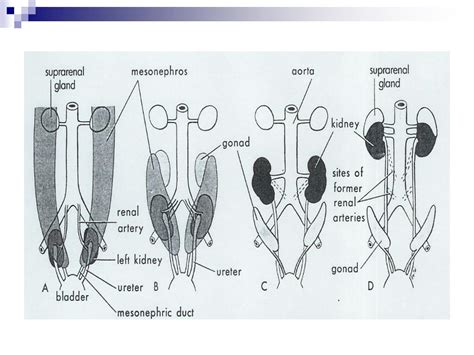 Ppt Chapter 5 Anatomy And Embryology Powerpoint Presentation Free