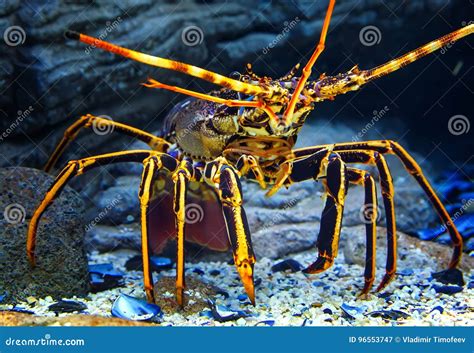 Close Up Colourful Tropical Rock Lobster Under Water On Background Of