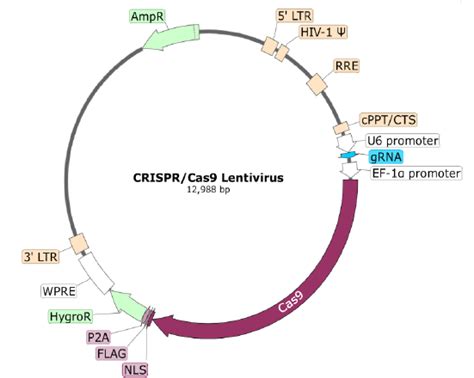 Cas Lentivirus Hygromycin Selection