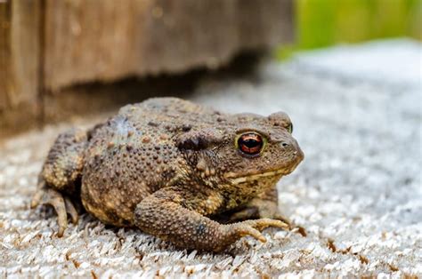 Can Cats Eat Frogs? Vet-Reviewed Safety Facts - Catster