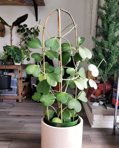 Caring For Your Hoya Kerrii Plant Care And Tips Home By Faith