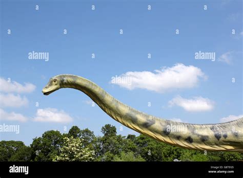 Cuello Largo Dinosaurio Fotografías E Imágenes De Alta Resolución Alamy