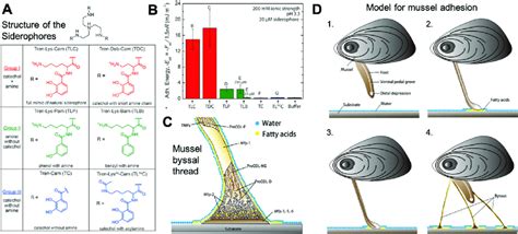 A Summary Of The Underexplored Pathways Of Mussel Adhesion For Creating Download Scientific