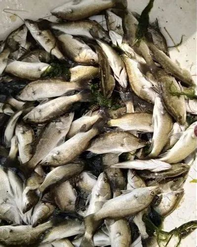 Sea Bass Wholesale Price And Mandi Rate For Sea Bass In India