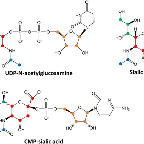 Chemical structures of sialic acid pathway intermediates. Carbon atoms ...