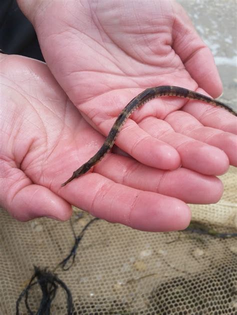 Northern Pipefish Barnegat Bay Partnership