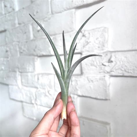 Tillandsia Lorentziana From Bird Rock Airplants Furniture Home