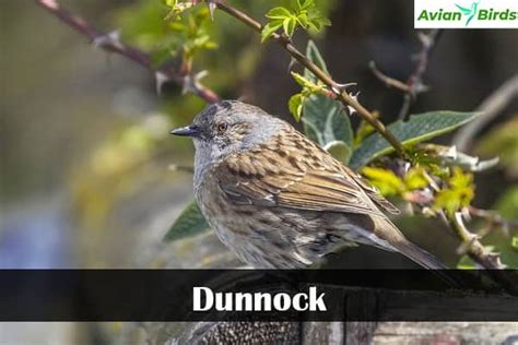 10 Common Uk Birds Id Guide With Photos