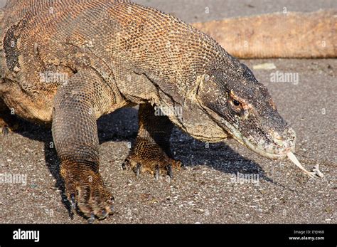 Un Dragon De Komodo Teste L Air Avec Sa Langue Varanus Komodoensis