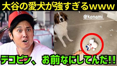 大谷翔平の愛犬、デコピンがパワプロ君に勝った！？いたずら後の悲惨な状態がかわいすぎる Youtube