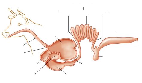 Ruminant Digestive System Diagram Quizlet