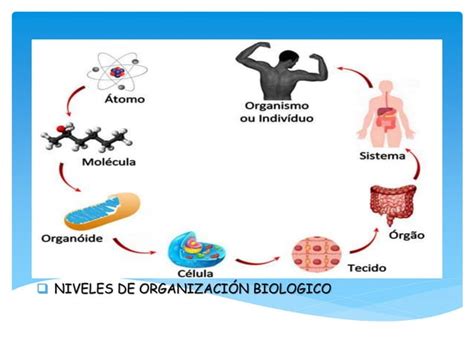 Anatom A Y Fisiolog A Conceptos Generales Y Niveles De Organizaci N