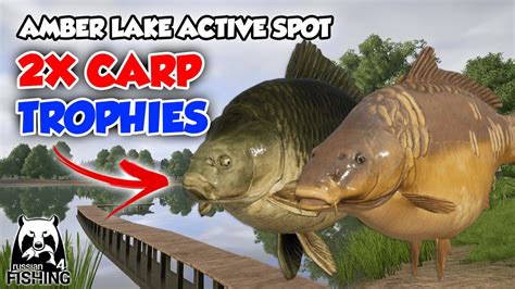 Common Carp Mirror Carp Trophy From Amber Lake Russian Fishing 4