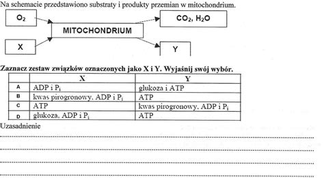 Na Schemacie Przedstawiono Substraty I Produkty Przemian W