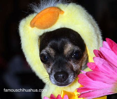 Happy Easter Enjoy Our Gallery Of Chihuahuas Dressed Up In Easter