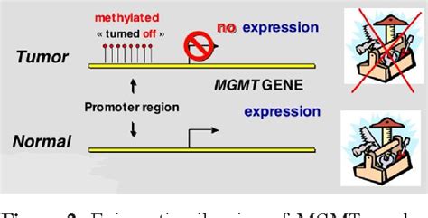 Figure 2 From Glioblastoma And The Significance Of Mgmt Gene