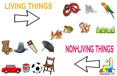 Difference Between Living And Non Living Things | Diffeology