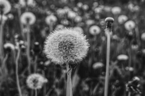 Pusteblume Schwarz Wei Natur Kostenloses Foto Auf Pixabay Pixabay