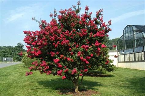 Dwarf Trees Top Ten — Plantingtree