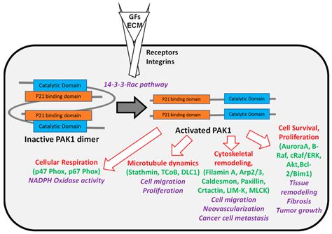 Activation Of Pak1 By Growth Factors Gfs And Extracellular Matrix Download Scientific Diagram