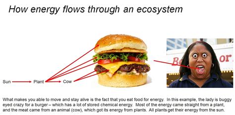 Food Webs VISTA HEIGHTS 8TH GRADE SCIENCE