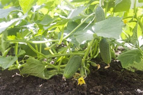 The Growing Stages Of A Cucumber Hunker