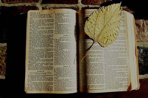 images writing table book read wood leaf christian bible