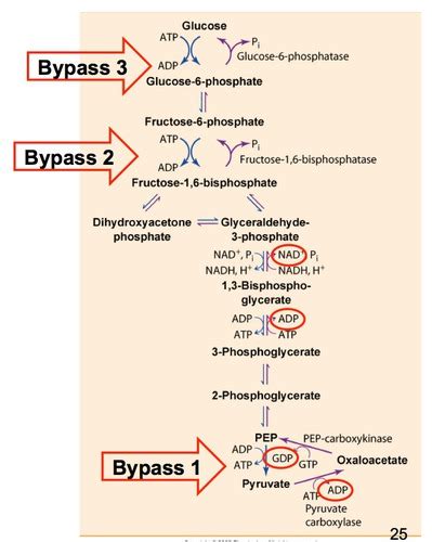 Lecture Glycogen Metabolism And Gluconeogenesis Flashcards Quizlet