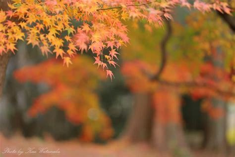 師走の紅葉：半田山植物園 Take It Easy ～パパールの雑記帳 別館～