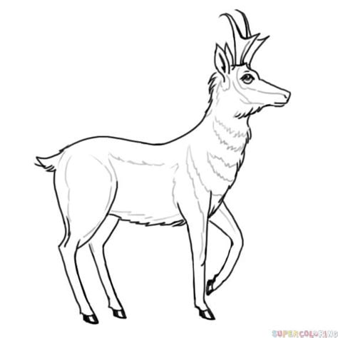 How To Draw A Pronghorn Antelope Step By Step Drawing Tutorials