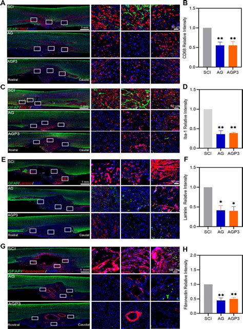 In Vivo Biocompatibility Assessment A Representative Images Of