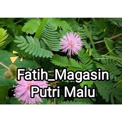 Jual Tanaman Putri Malu Bibit Putri Malu Shopee Indonesia