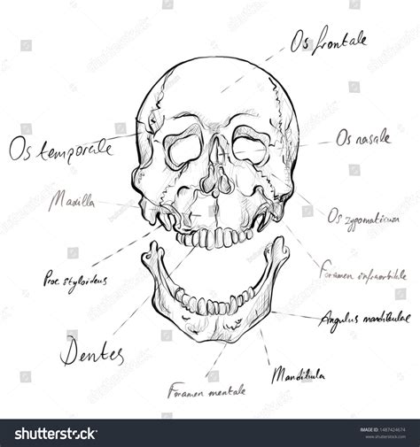 Anatomic Illustrations Scientific Names Body Parts Stock Illustration 1487424674 | Shutterstock