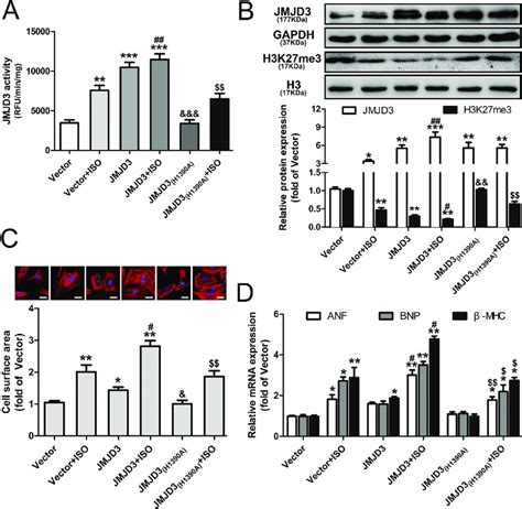 Jmjd Overexpression Decreased The H K Me Level In Cardiomyocyte