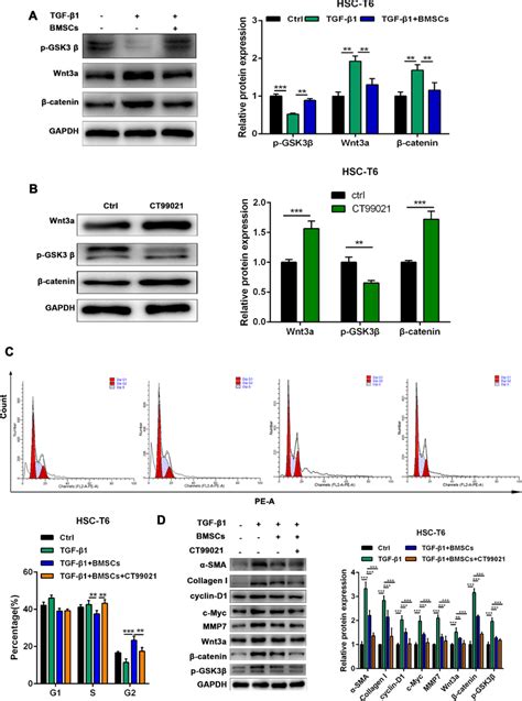 BMSCs effectively inhibits liver fibrosis through the Wnt3/β-catenin ...