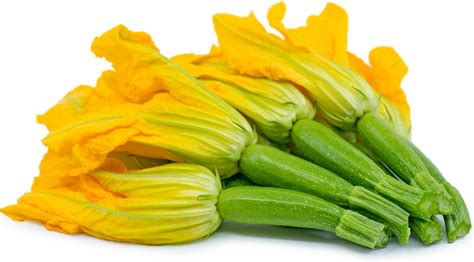 Baby Green Zucchini With Flower Information And Facts