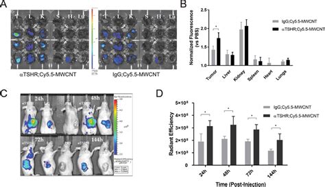 In Vivo Tumor Accumulation And Biodistribution Profiles A IVIS Was