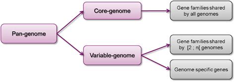 Pancore Genome — Microscope User Doc V3173