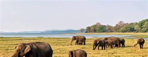 How To See Elephants At Minneriya National Park, Sri Lanka | The Partying Traveler