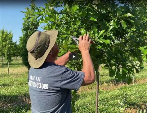 pruning oak trees Archives - Spring Grove Nursery