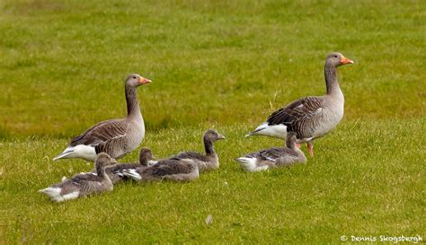 7602 Pink Footed Geese Anser Brachyrhynchus Iceland Dennis