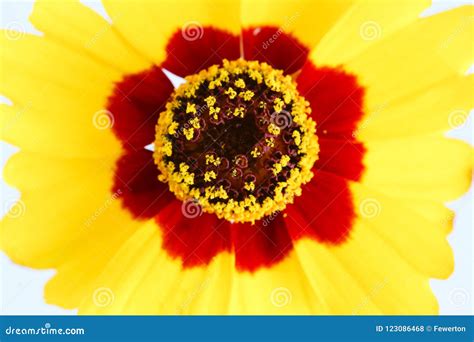 Golden Tickseed Or Plains Coreopsis Coreopsis Tinctoria Yellow Red