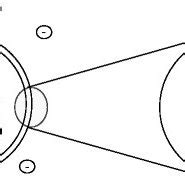 1 Positively and negatively charged ions are distributed inside and ...