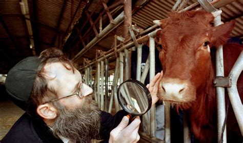 From Texas To Israel Red Heifers Needed For Temple Arrive The Jerusalem Post