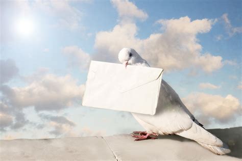 How Do Carrier Pigeons Know Where To Go?