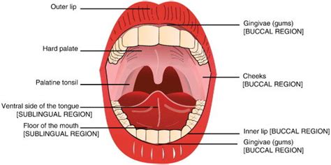 The Anatomy Of The Oral Cavity The Sublingual And Buccal Regions For Download Scientific